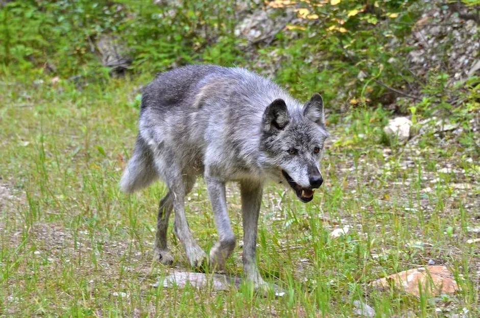 10. The Gray Wolf: A Keystone Species in a Political Storm (Image Credits: Pexels)