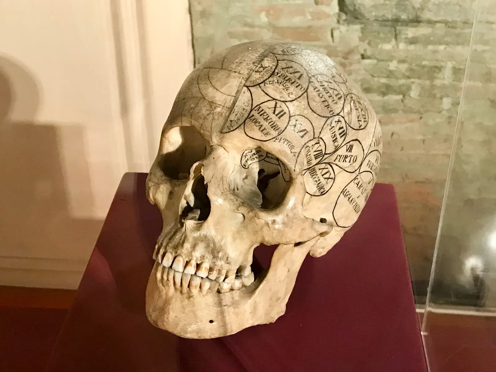 #5 - Human Remains in Old Museum Collections: From Specimens to Ancestors (By Federigo Federighi, CC BY-SA 4.0)