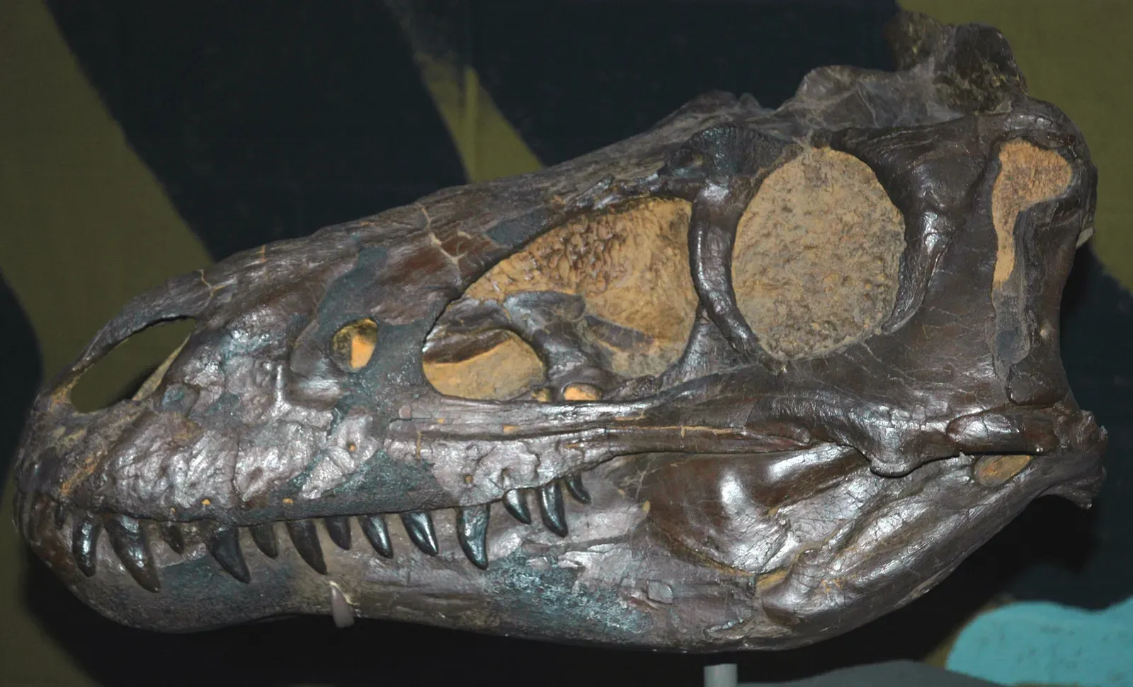 #1 Alamotyrannus Specimen (Nanotyrannus lancensis theropod dinosaur (Hell Creek Formation, Late Cretaceous; Carter County, southeastern Montana, USA) 2, CC BY 2.0)