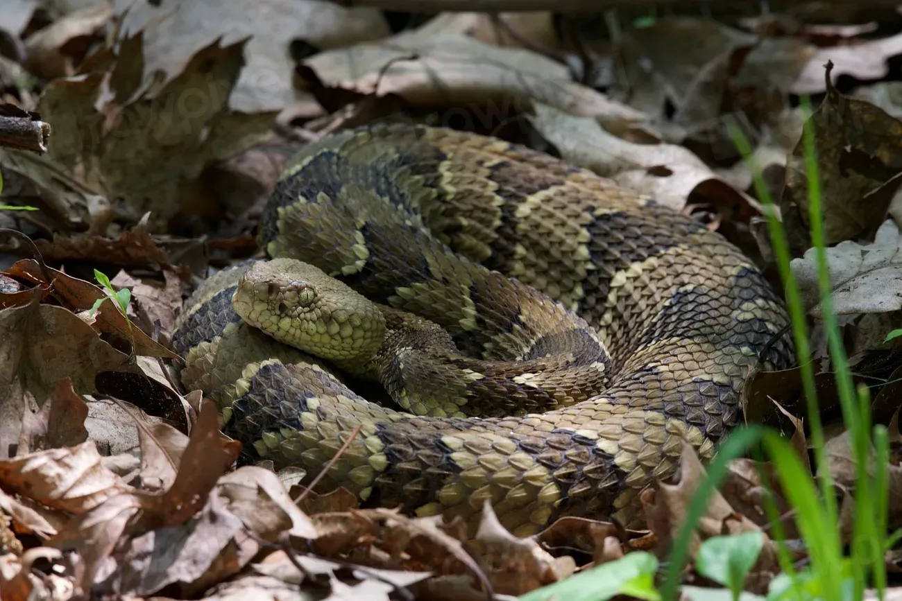 13. Eastern Diamondback’s Smaller Cousin: The Canebrake / Southern Form of Timber Rattlesnake (Image Credits: Rawpixel)