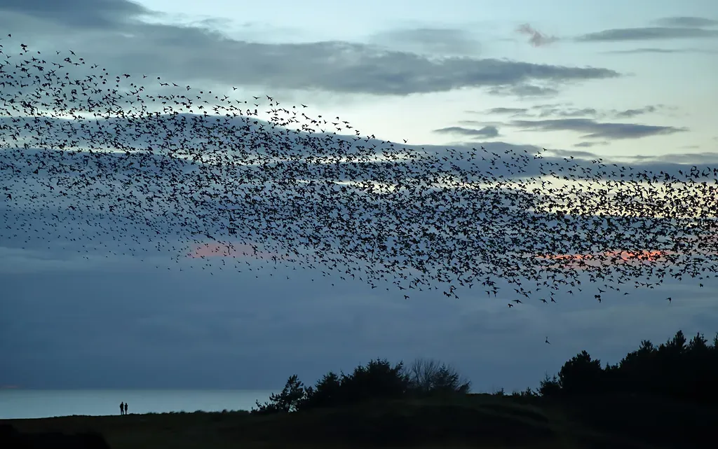 6. The Extreme Coordination of Starling Murmurations (Image Credits: Wikimedia)