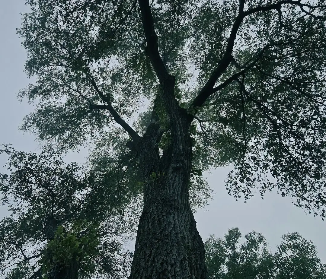 Conclusion – Seeing the Forest for the Hidden Trees (Image Credits: Unsplash)