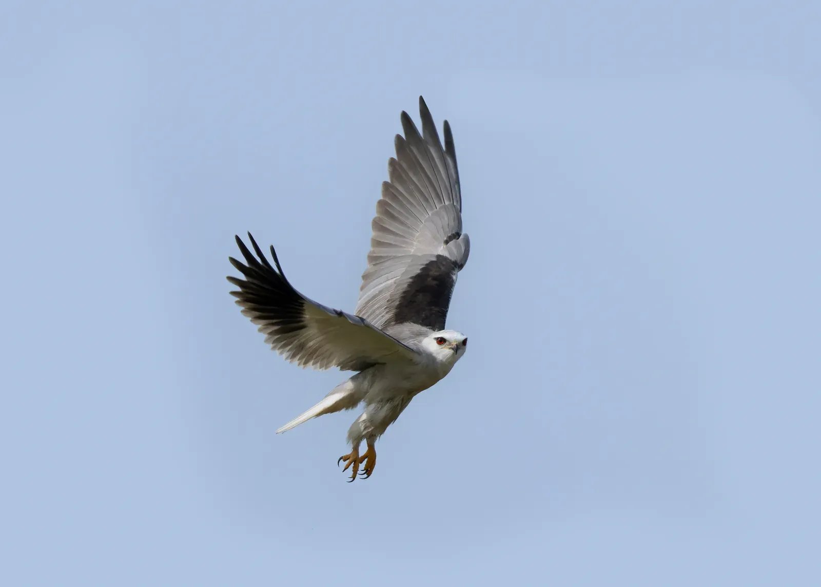 Libra – The Black‑Winged Kite (By Tisha Mukherjee, CC BY-SA 4.0)