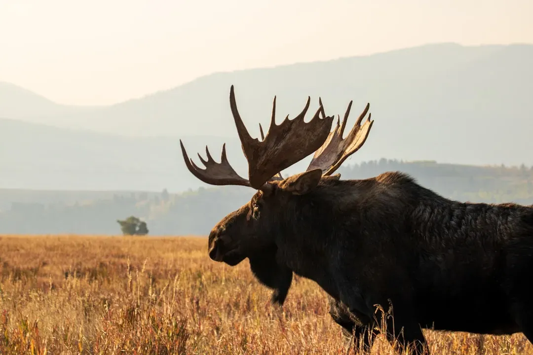 9. Moose Live in Harsh Neighborhoods With Serious Predators (Image Credits: Unsplash)