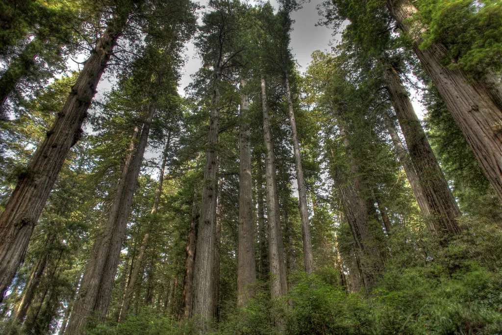 7. Redwood National Park, California - The Tallest Secret on Earth (Image Credits: Flickr)
