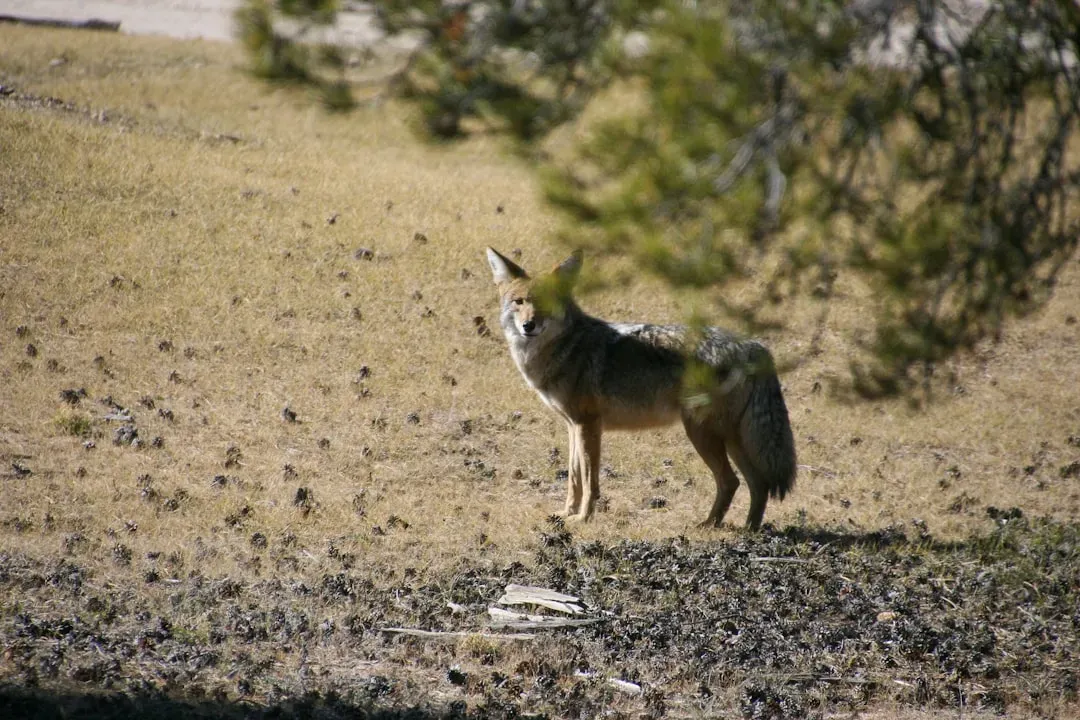 Why You Hear More Howling in Some Seasons (Image Credits: Unsplash)