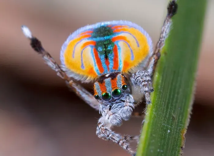 #9 - Peacock Spiders Turn Structural Colour Into a Dance Move (Image Credits: Wikimedia)