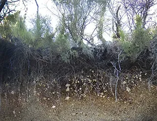 8. Kin Recognition Through Root Exudates (Editions PhotoArt, Flickr, CC BY 2.0)