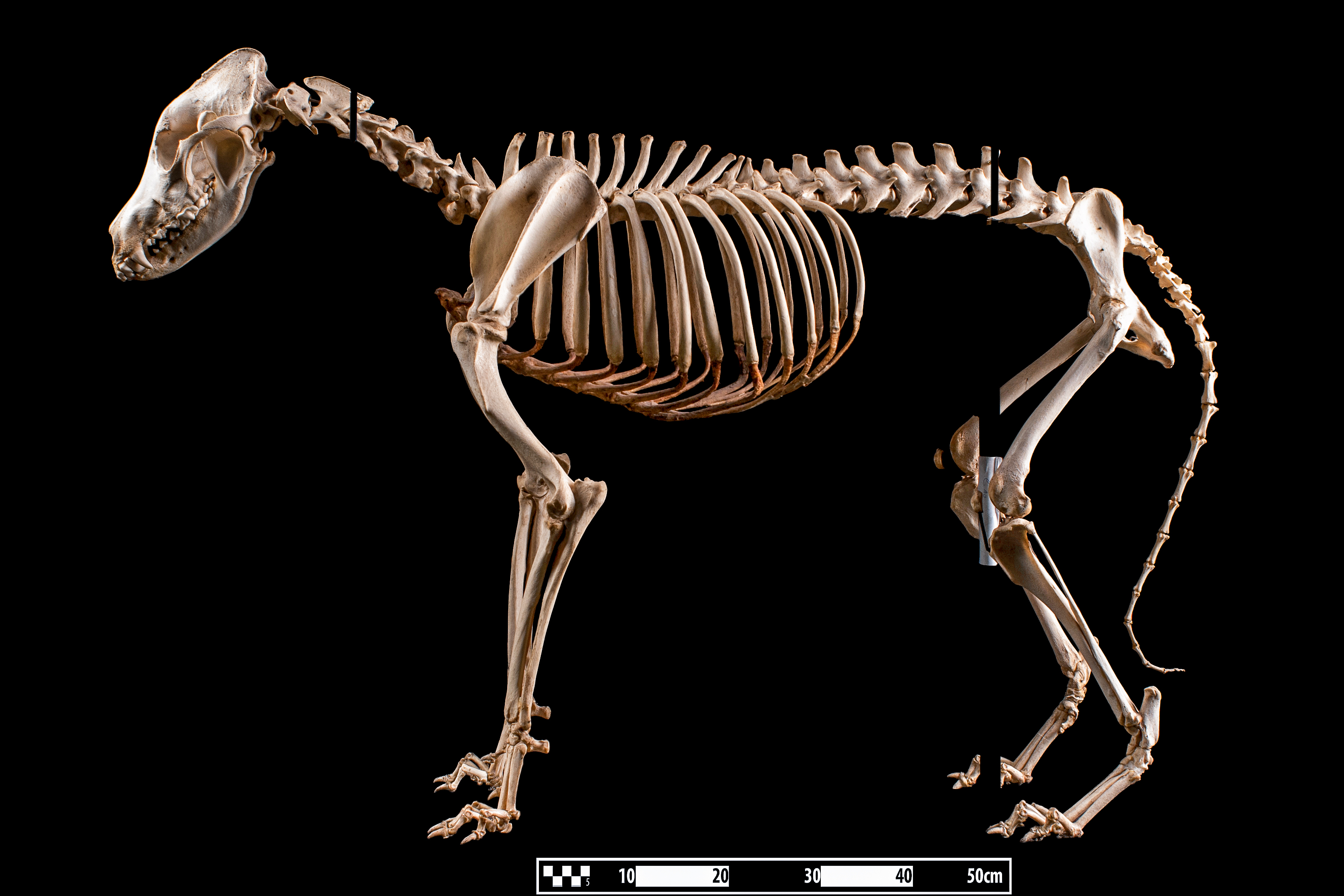 The Oldest Dog Bones Tell Ancient Stories (Image Credits: Wikimedia)