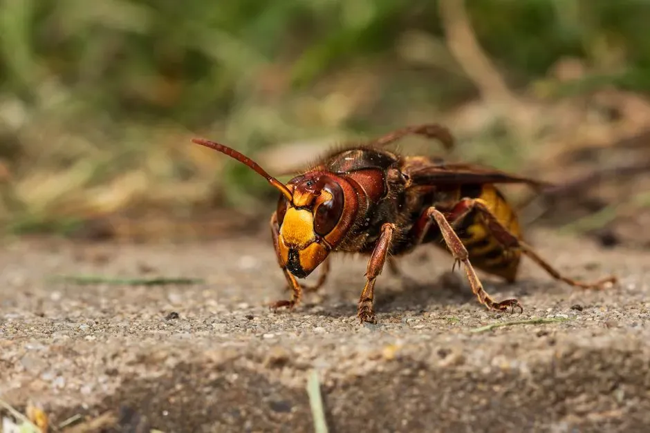 #7 Asian Hornets Showing Up in Western Europe and Beyond (Image Credits: Pexels)