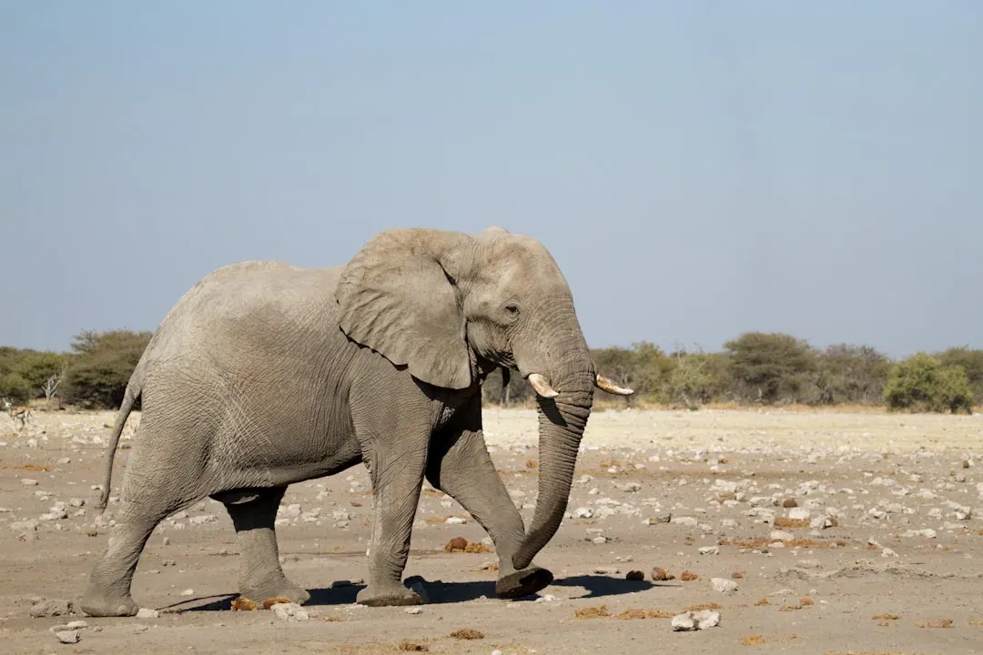 #2 Elephant – Taurus Stability in an Unstable Climate (Image Credits: Unsplash)
