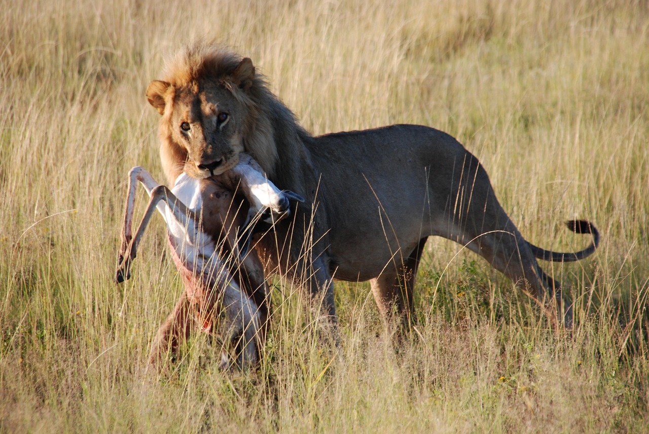 Solo Hunting: A Dangerous Game (Image Credits: Pixabay)