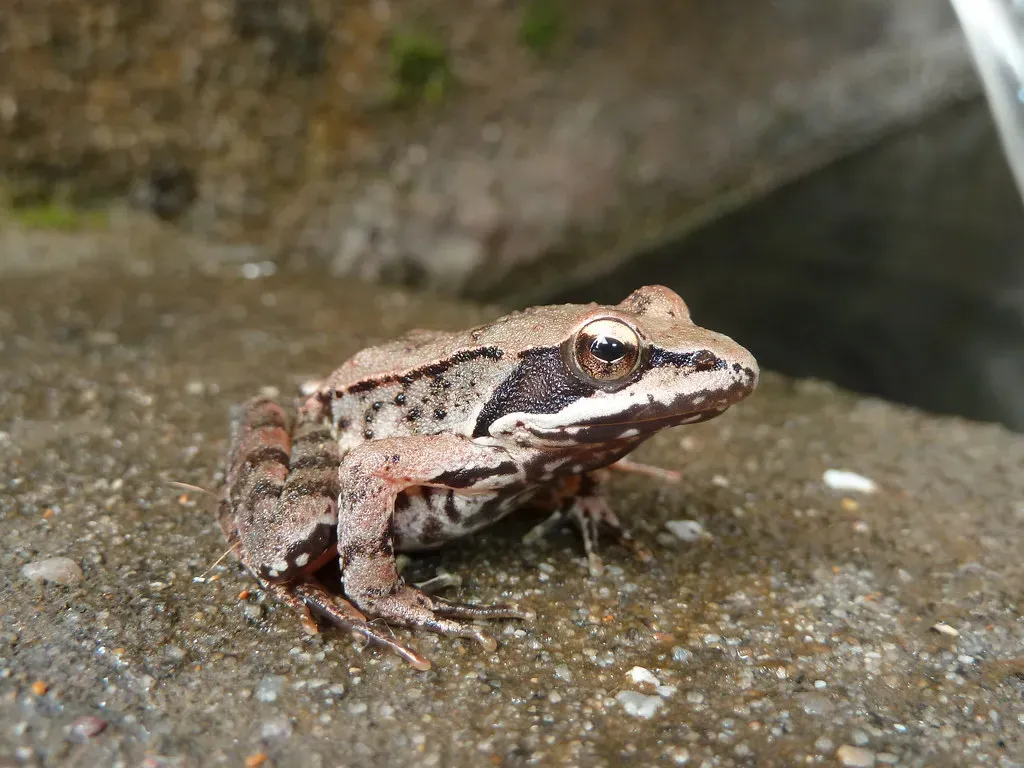 The Wood Frog That Literally Freezes Itself (Image Credits: Flickr)