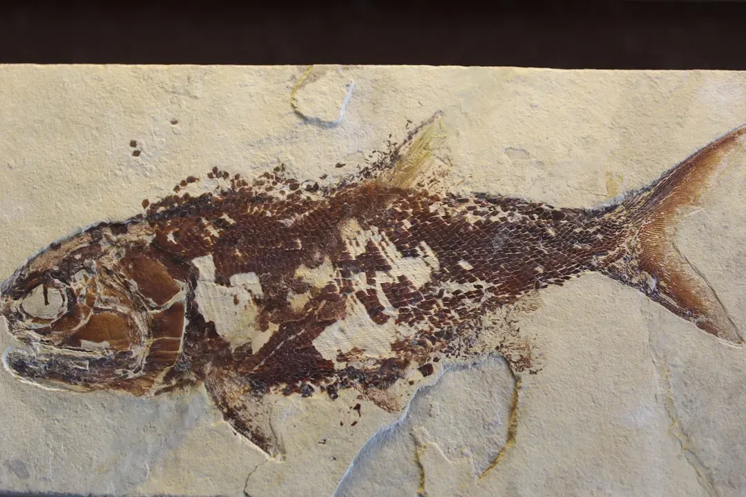 #8: Prehistoric Reptiles Known From Inside Giant Fish (Image Credits: Unsplash)