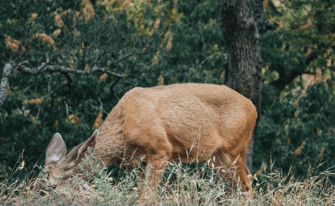 From Ancient Trails to Modern Suburbs (Image Credits: Unsplash)
