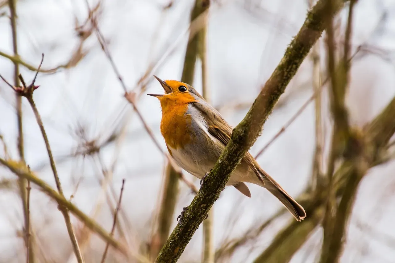 6. Songbirds Learn Language-Like Patterns and Dialects (Image Credits: Pixabay)