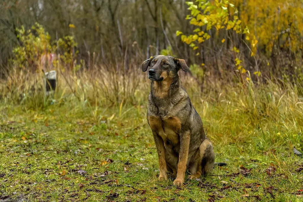 How Harsh Living and Human Absence Shape These Dogs (Jorge Franganillo, Flickr, CC BY 2.0)
