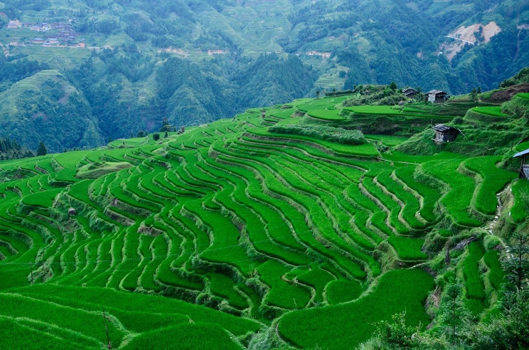Terraced Hillsides: Turning Mountains into Layered Farms (Image Credits: Unsplash)