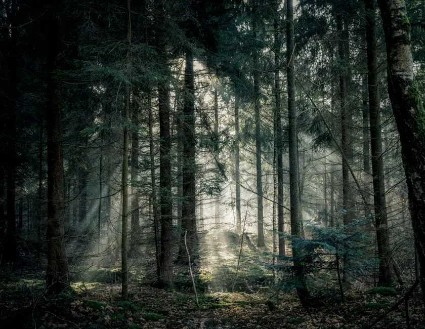 Why This Matters for Conservation and Your Place in the Web (Image Credits: Pexels)