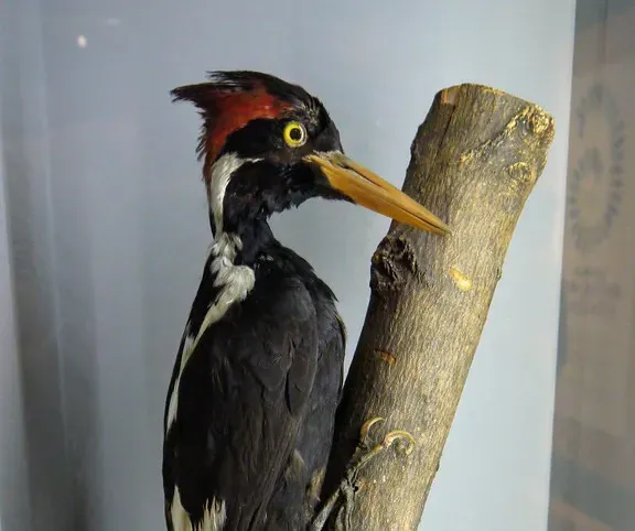 Ivory-billed Woodpecker – Hope, Doubt, and Vanishing Forests (Image Credits: Flickr)