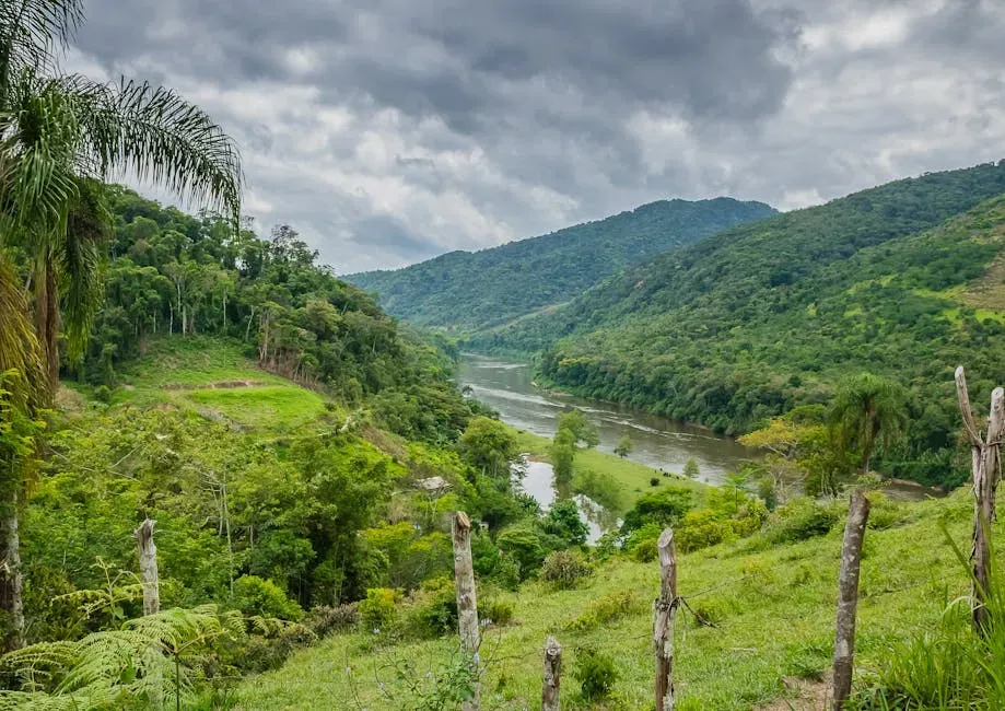 How This “Reverse Growth” Reaches Your Daily Life, Far From the Amazon (Image Credits: Pexels)