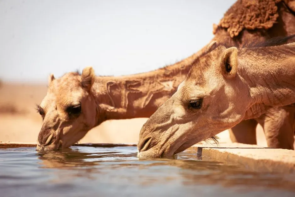 From Green Sahara to Hyper‑Arid Desert: How the System Formed (Image Credits: Pexels)