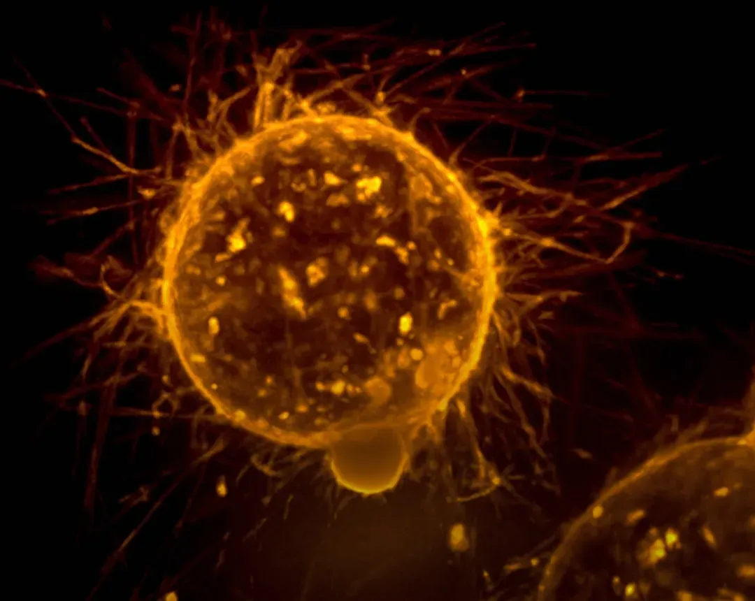 Inside Your Cells: The Energy Crisis Begins (Image Credits: Unsplash)