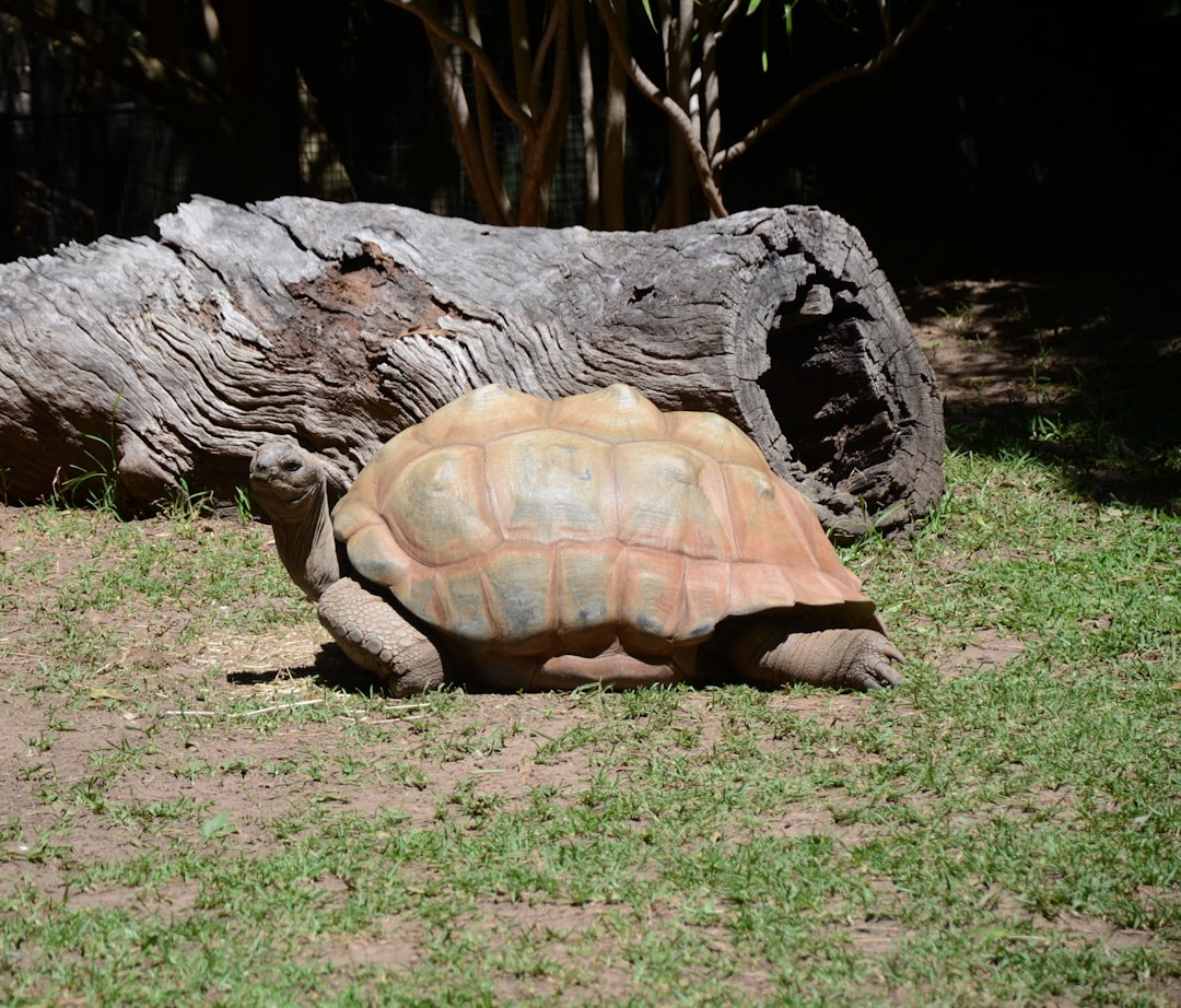 Slow Lives, Fierce Focus: Tortoises and Ocean Quahogs (Image Credits: Unsplash)