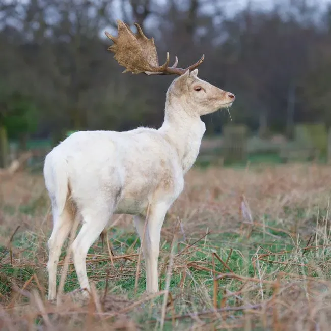 Cernunnos and the Antlers of Transformation (Image Credits: Pexels)