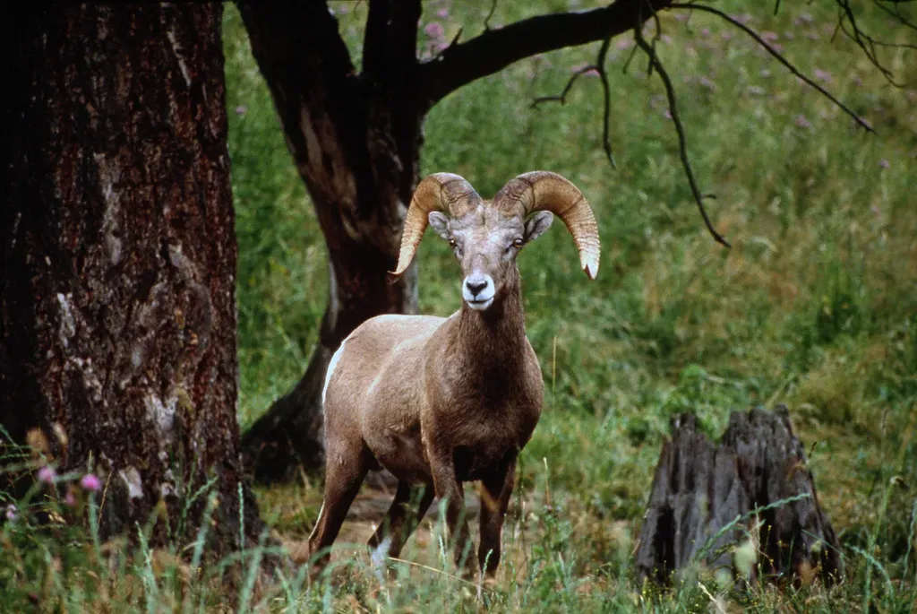 Landmarks, Memory, and Mental Maps (Image Credits: Flickr)