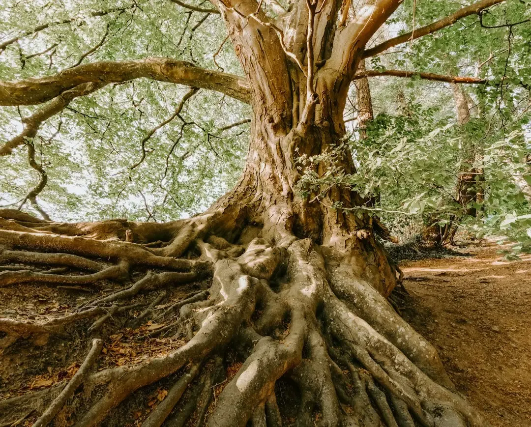 Forest Communication Across Vast Distances (Image Credits: Unsplash)