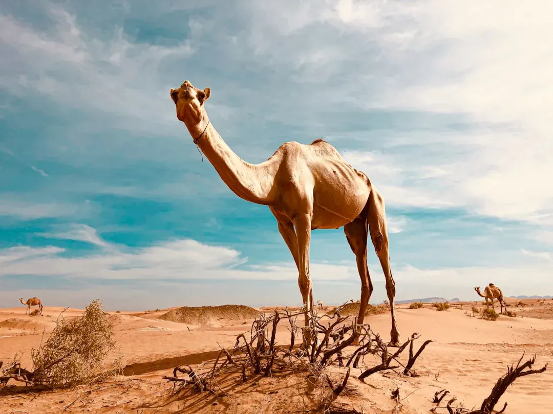 3. Camels: Desert Survival Specialists With Built-In Water Management (Image Credits: Unsplash)