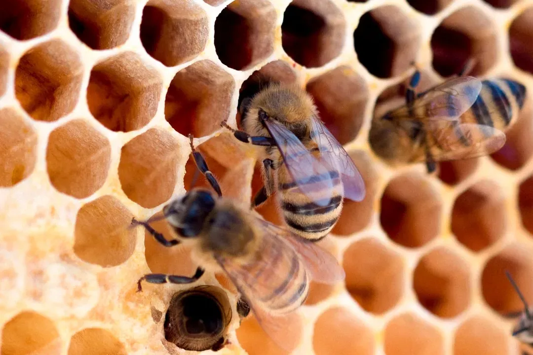Comfort Food, Human and Bee: Why the Parallel Is Tempting but Tricky (Image Credits: Unsplash)