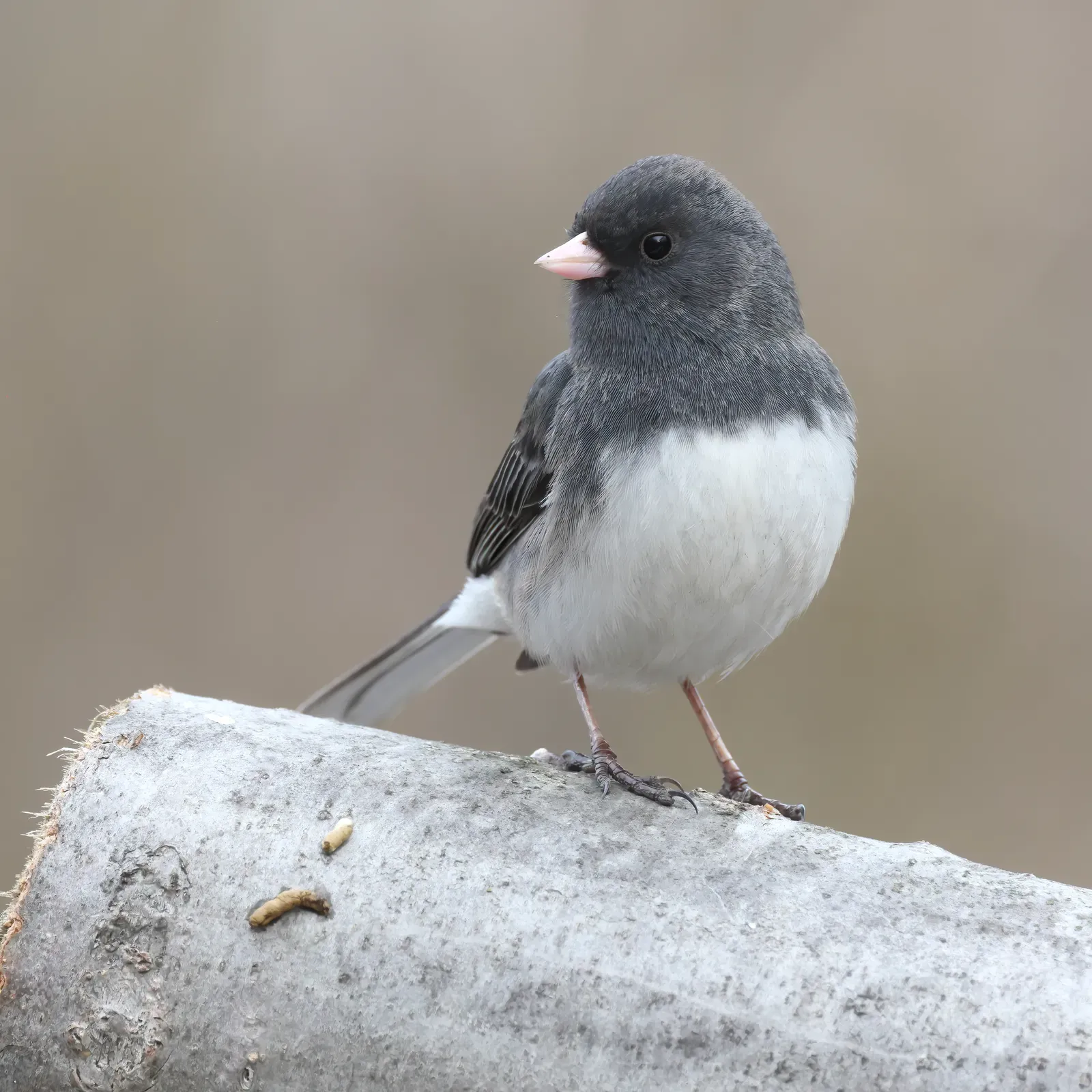 They’re Telling You Migration Season Is Hitting Its Second Act (By Cephas, CC BY-SA 4.0)