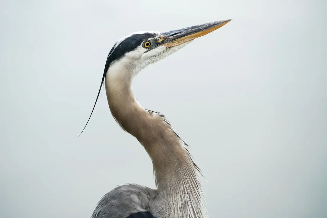 2. Their Long Necks Work Like Built‑In Springs (Image Credits: Unsplash)