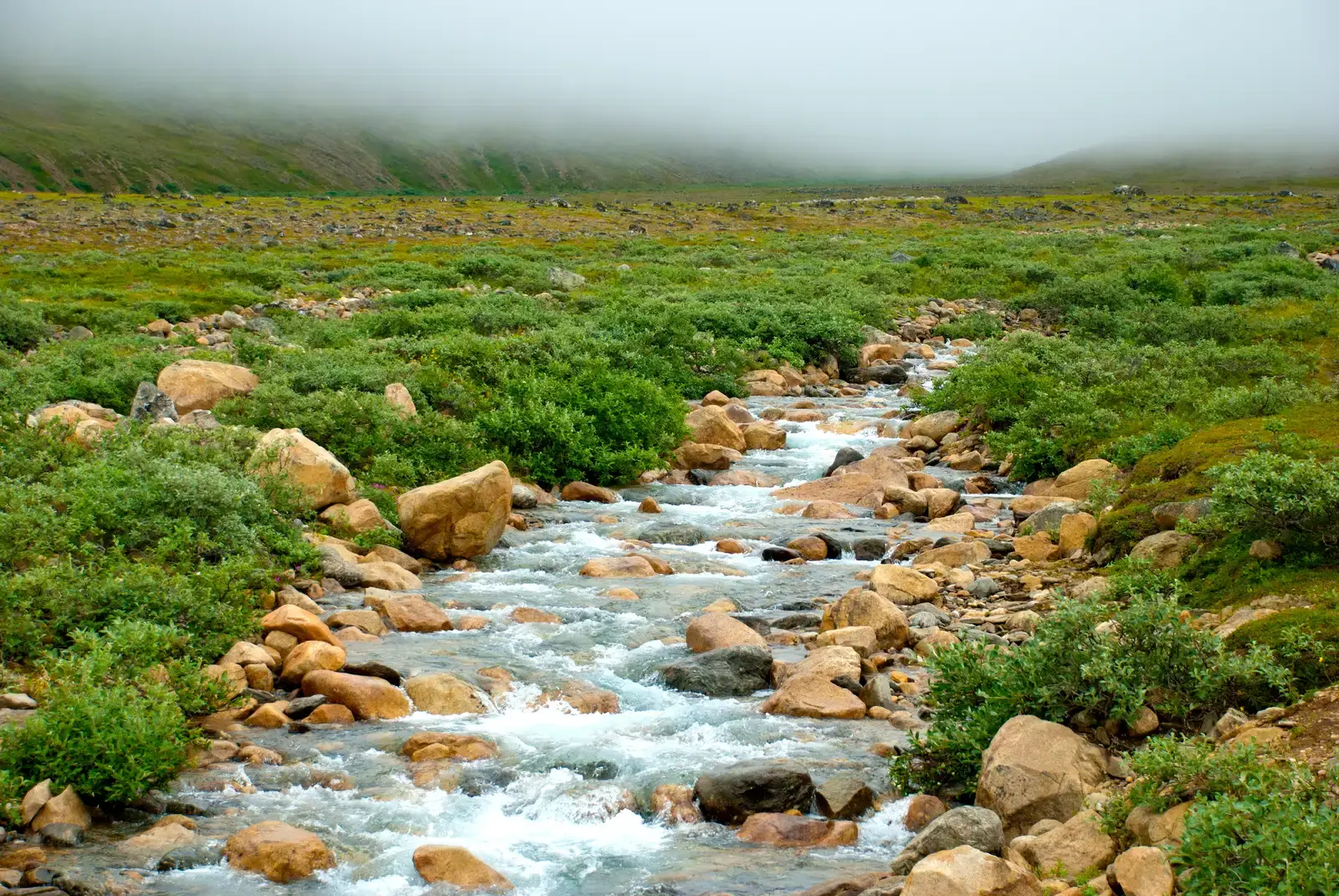 Plants, Fungi, and the Asymmetry of Life's Exchange (Creek near 3870', CC BY 2.0)