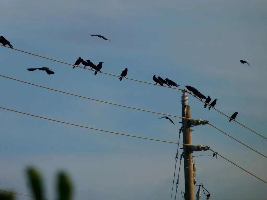 5. Mass Relocation From Usual Roosts to Lower or More Sheltered Areas (Rusty Clark ~ 100K Photos, Flickr, CC BY 2.0)