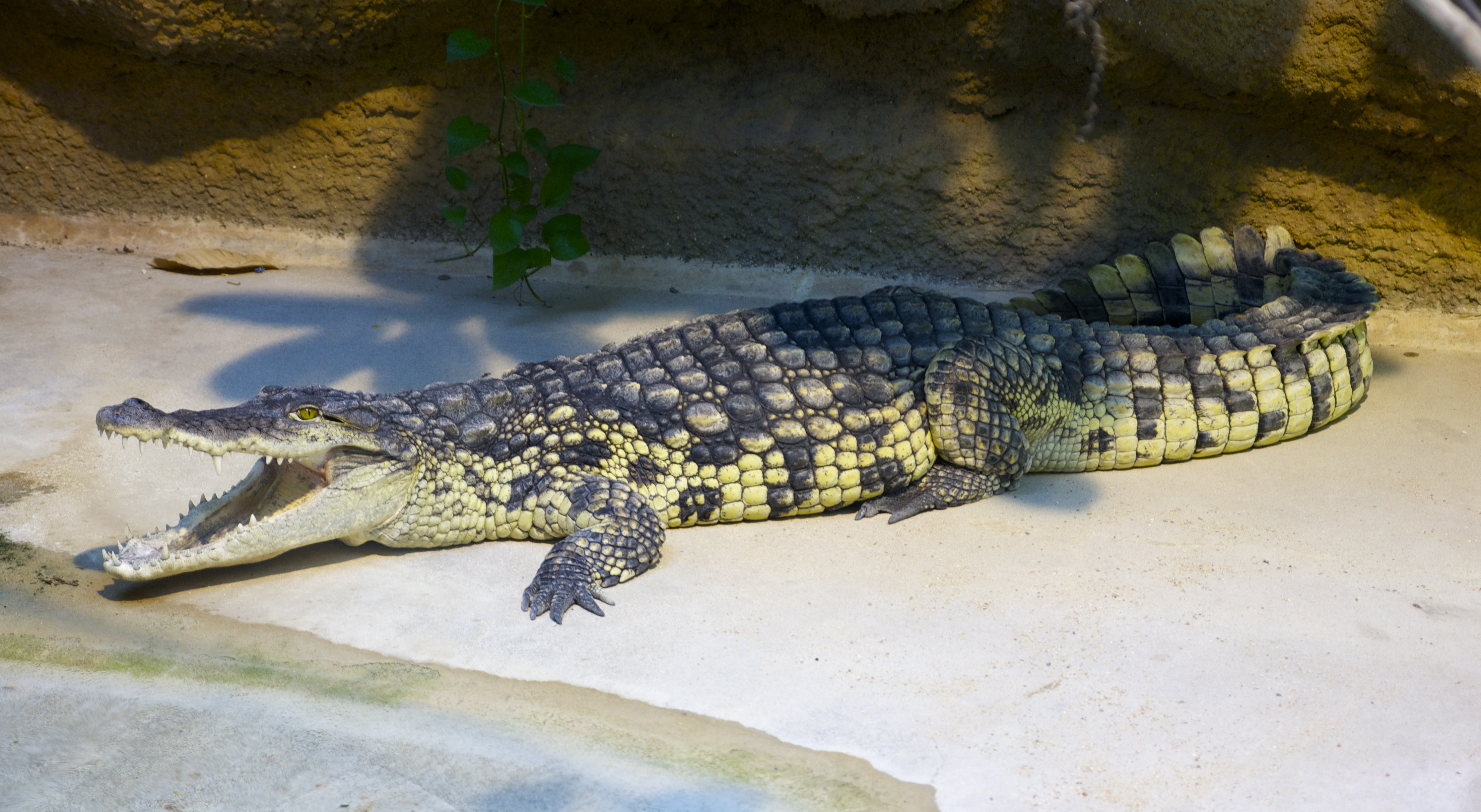 Nile Crocodile (Image Credits: Wikimedia)