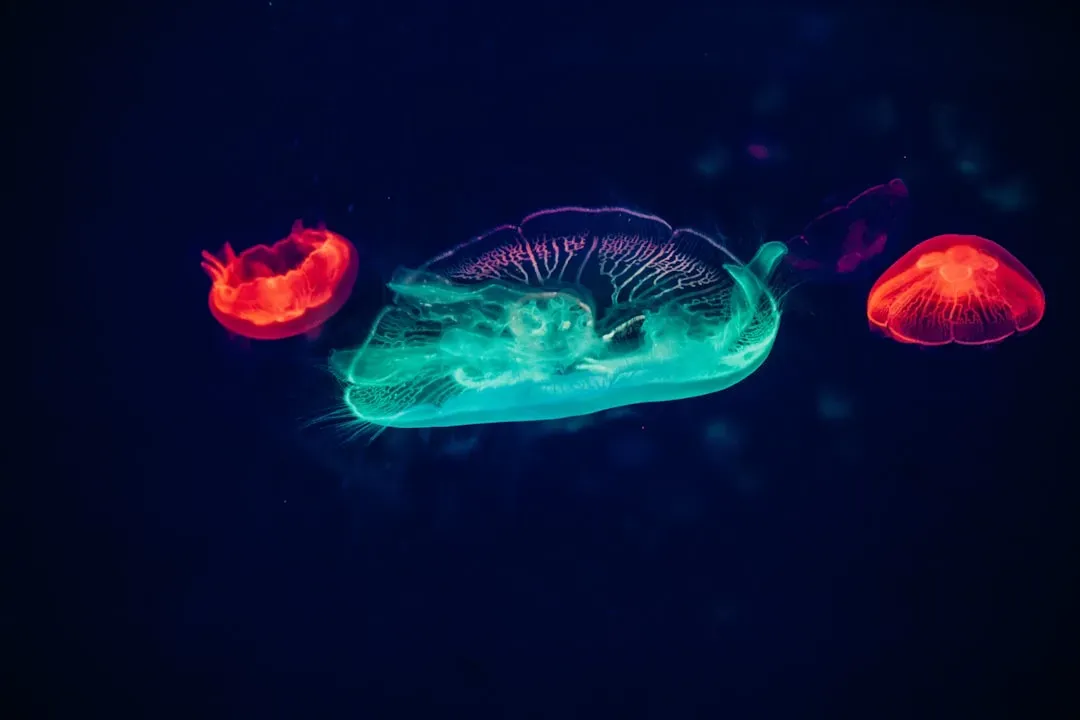 Glowing in the Dark: Bioluminescent Communication (Image Credits: Unsplash)