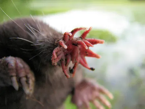 7. The Star-Nosed Mole: The Fastest Eater on the Planet (gordonramsaysubmissions, Flickr, CC BY 2.0)