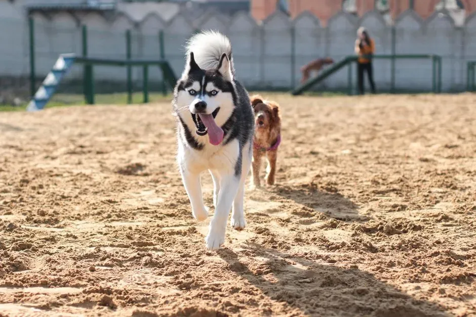 12. Siberian Husky: Adventure Partner, Not a Sofa Buddy (Image Credits: Pexels)