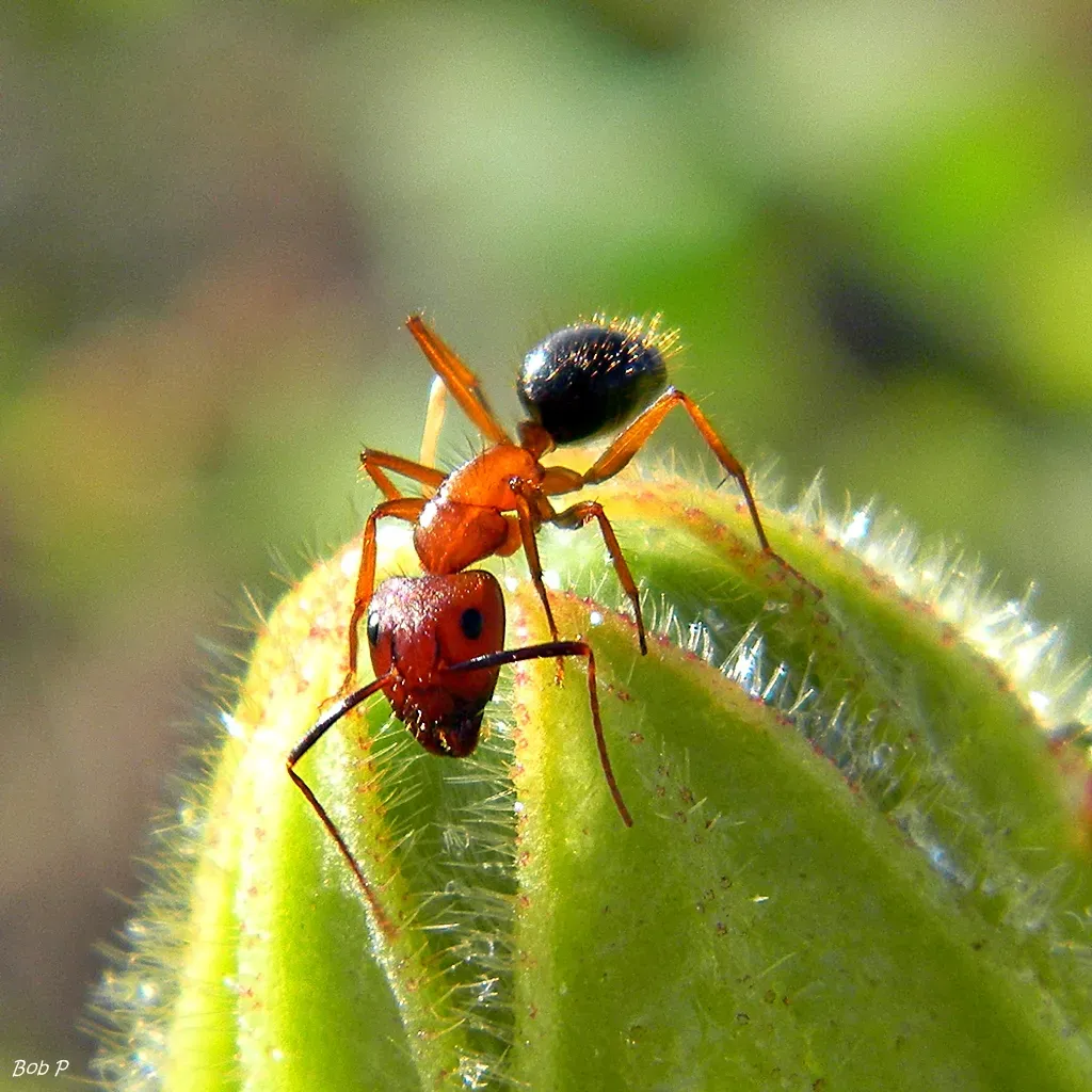 Virgo: The Precision of the Worker Ant (bob in swamp, Flickr, CC BY 2.0)