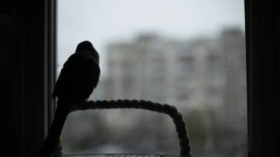 Conclusion: The Raven at the Glass Is Not Just in Your Head (Image Credits: Unsplash)