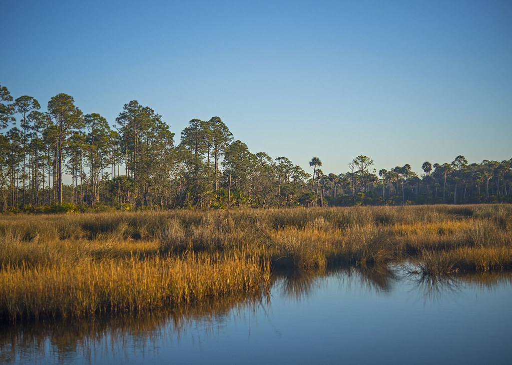 Delaware Bay's Vanishing Forests (Image Credits: Flickr)