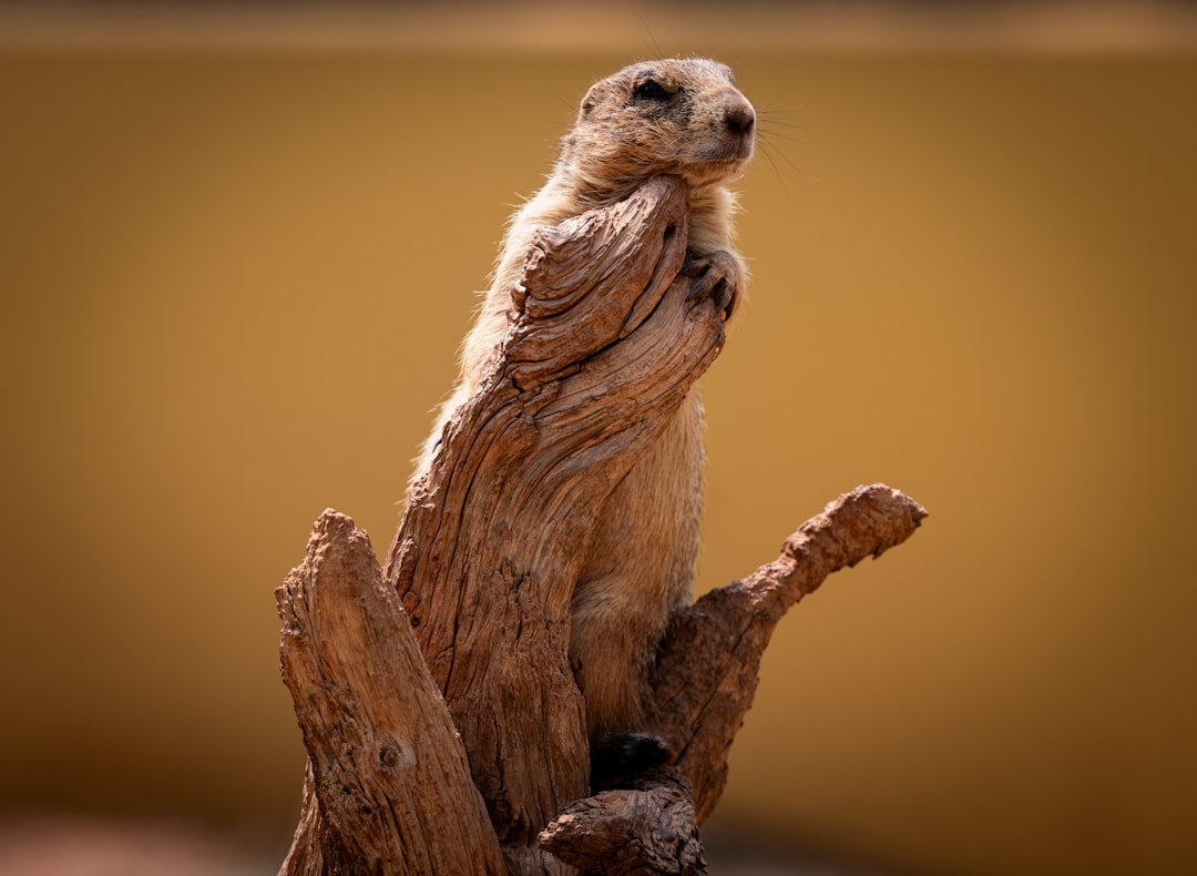 Lake Mason National Wildlife Refuge, Montana: Prairie Dog Towns Reborn (Image Credits: Unsplash)