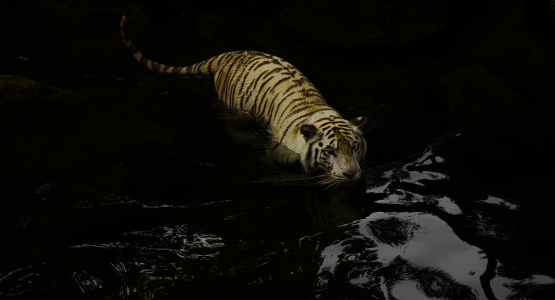 Reactive Signs: Prey Mirrors (Image Credits: Unsplash)