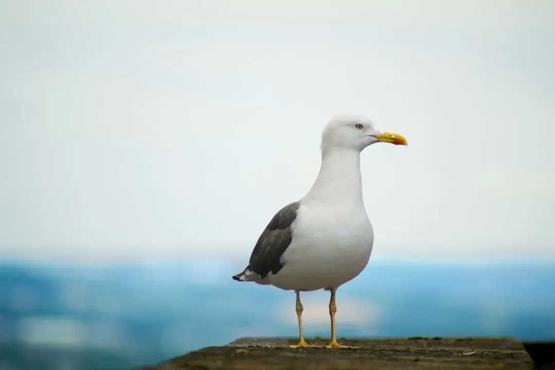 12. Pisces – Seagulls and Albatrosses: Emotional Journeys by Water (Image Credits: Unsplash)