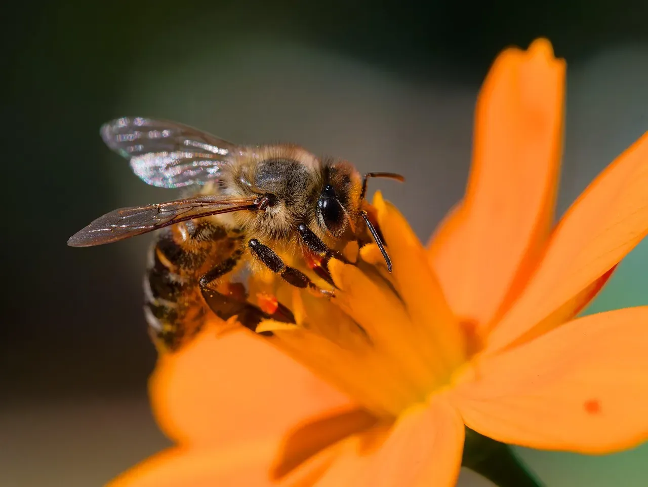 4. Honeybees Dance to Give Perfect GPS Directions (Image Credits: Pixabay)