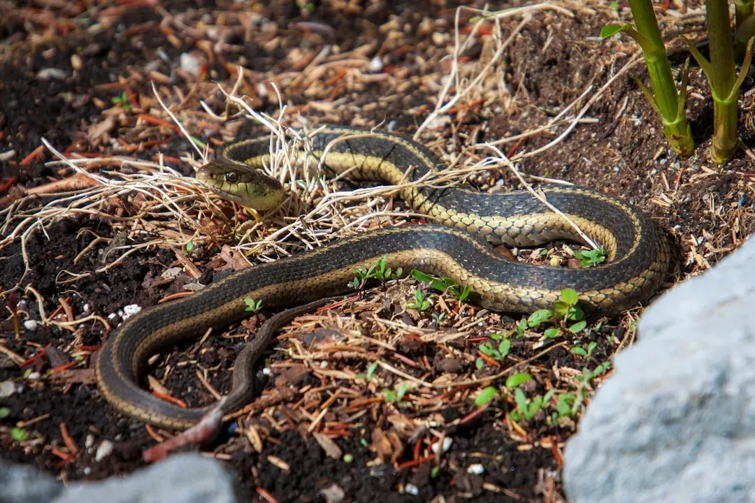 They Often Give Birth to Live Young Instead of Laying Eggs (Image Credits: Unsplash)