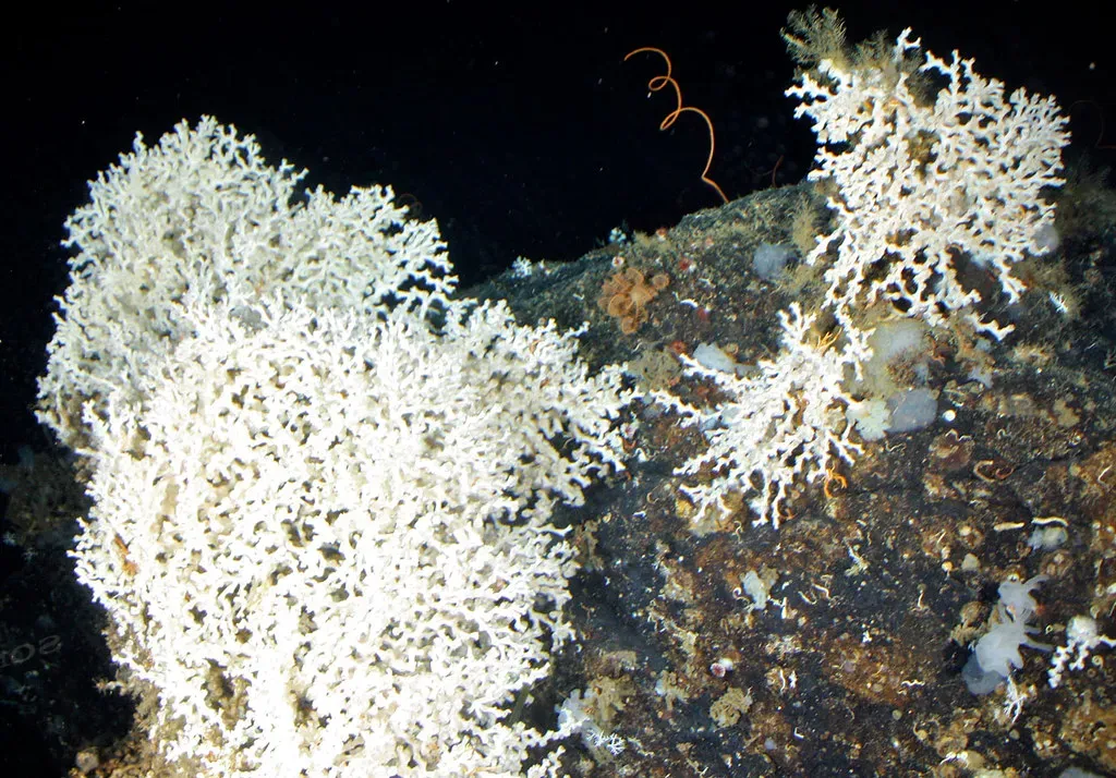 8. Deep-Sea Corals Build Slow, Ancient Cities in the Dark (NOAA's National Ocean Service, Flickr, CC BY 2.0)